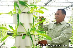 桂丰4号四棱豆种植技术