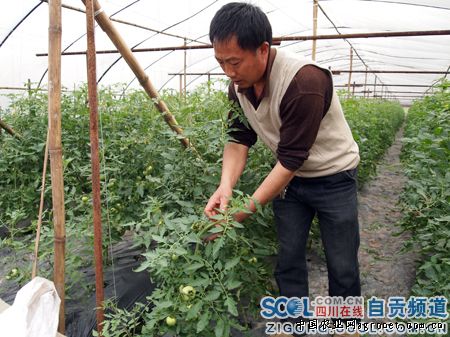 豌豆苗育种方法