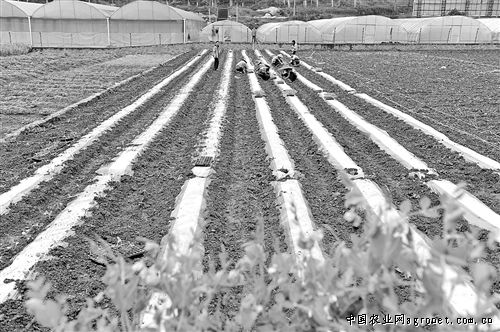 满田2199西红柿种植技术