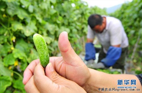 双惠208玉米种子公司