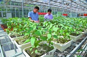 三青香莴笋种植技术