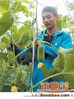 农科玉968玉米病虫害防治与管理