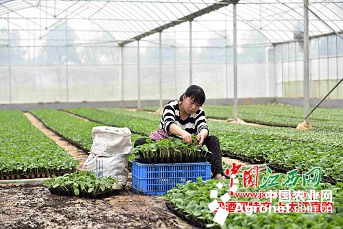 北京红红薯育种技术