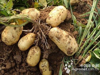 早大黄土豆育种技术