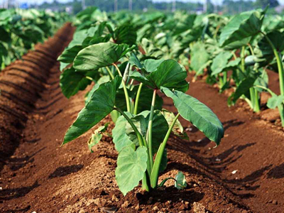 长寿仁豌豆种子品种有哪些