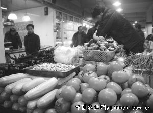徐州5号白菜种植技术