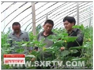 西红柿种植方法视频
