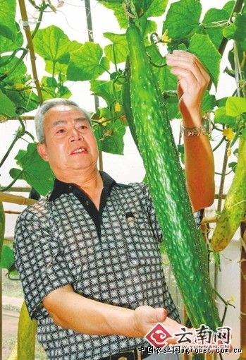 长寿仁豌豆品种栽培园中