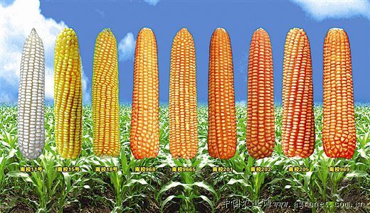 浚单20玉米种植技术
