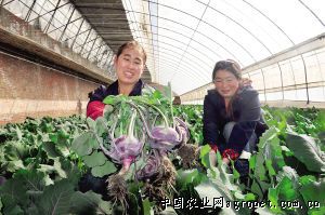 紫花四季豆病虫害及防治