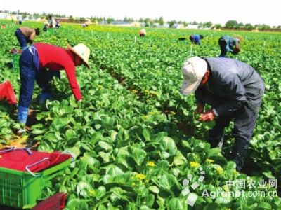 中国农药信息网官网