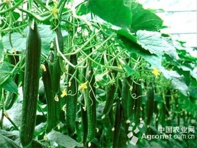 黑豆苗的种植方法视频