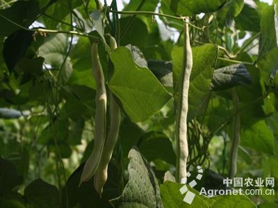 防治玉米螟的常用农药