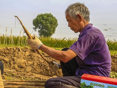 竹节参种植方法