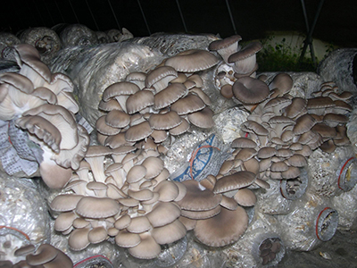 松树菌蘑菇种植技术