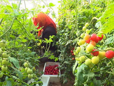 旱地西红柿产地供应