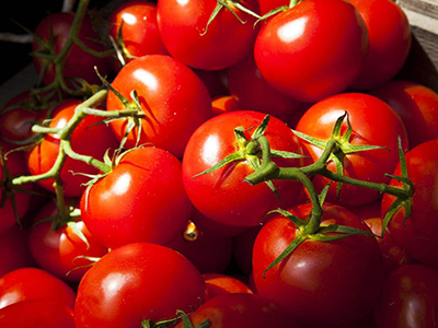 荷兰番茄种子