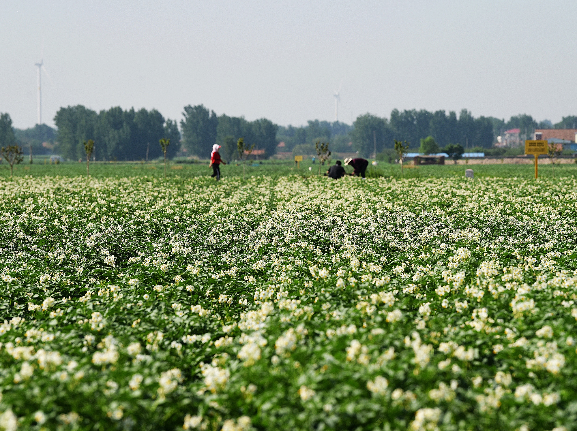 荷兰15土豆种植技术