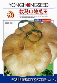 供应地瓜王—马铃薯种子