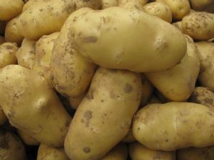 供应优质马铃薯种薯