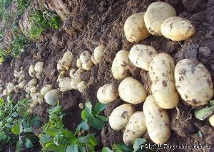 供应秋播脱毒土豆种子荷兰15