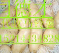 供应黑龙江省种土豆