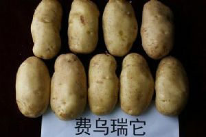 供应优质马铃薯土豆种