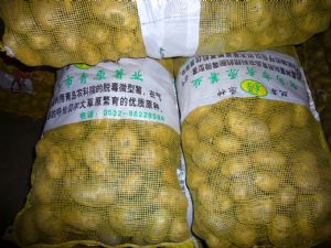 供应克新十八—土豆种子