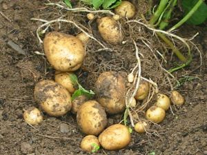 供应坝薯10号—土豆种子