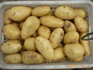 供应大西洋—土豆种子
