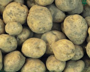 供应克新—土豆种子