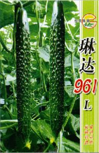 供应琳达961L—黄瓜种子