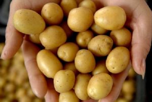 供应土豆脱毒种薯－－马铃薯种子