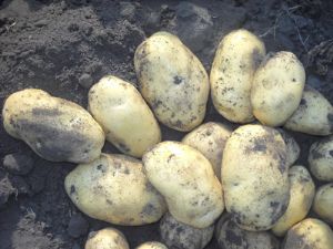 供应荷兰十五——马铃薯种子