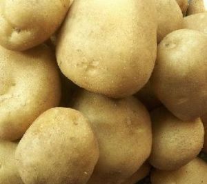 供应荷兰15—马铃薯种子