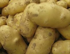 供应夏坡地—马铃薯种子