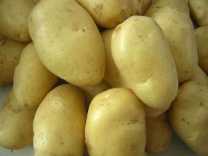 供应土豆 