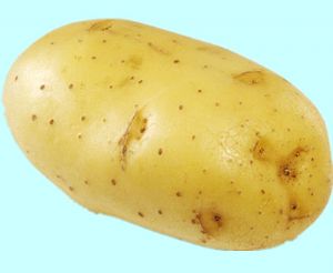 供应克星一号优质一级种薯种子
