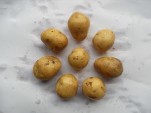 供应荷兰七号—马铃薯种子