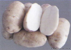 供应夏波蒂—马铃薯种子