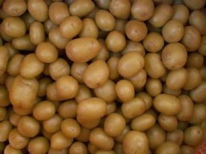 供应马铃薯脱毒微型薯—马铃薯种子