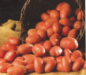 供应中联红—马铃薯种子