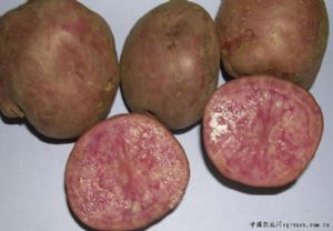供应红土豆—马铃薯种子