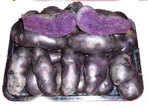 马铃薯种子——黑美人土豆