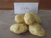 供应白花土豆—马铃薯种子