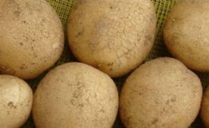 供应优质中熟大西洋—马铃薯种子