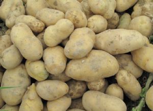 供应早熟一级脱毒—土豆种子