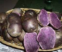 供应黑美人土豆—马铃薯种子