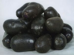 供应黑金刚—土豆种子