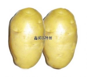 供应金薯王1号—马铃薯种子